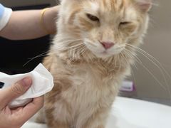-四月宠物医院·猫专科·心脏专科·内科(转塘店)