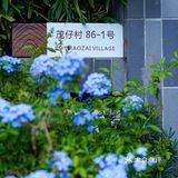 宝藏小店打卡｜梧桐山脚小橘颂，隐隐于市