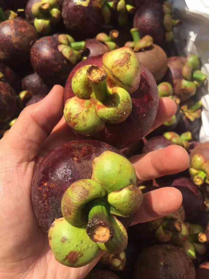 原产马鲁古,亚洲和非洲热带地区广泛栽培;中国台湾,福建,广东和云南