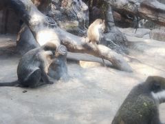 -泉州海丝野生动物世界