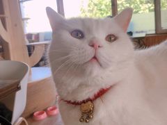 -猫的茶·猫咖