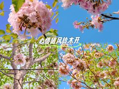 -东莞植物园