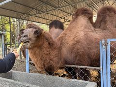 -长白岛森林公园