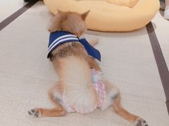-逗柴咖啡屋·狗咖猫咖宠物桌游