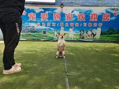 -宠物寄养训练学校