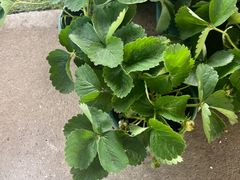 -龙大花卉苗木市场