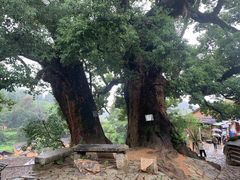 -杨家堂村