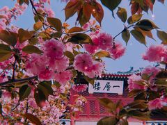 -天津大悲禅院