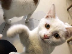 -平行世界·猫咖(首经贸店)