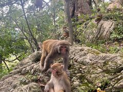 -黔灵山公园