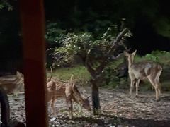 -夜间野生动物园