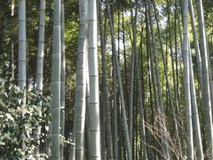-杭州植物园
