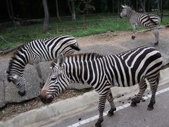 -清迈夜间动物园