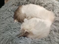 -安格丽娜·狗咖·猫咖羊驼咖(春熙路百盛商场店)