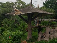-深圳野生动物园