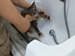 -爱洗澡的猫(天河路店)