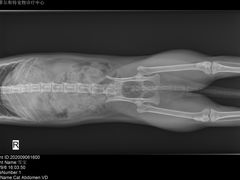 -菲尔斯特宠物医院