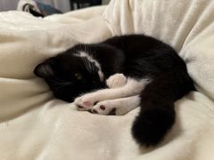 -贝康宠物医院·犬猫全科·小动物特色诊疗中心(东环路店)