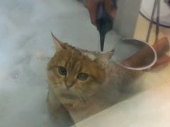 -1013 PET SHOP精品宠物商店(丁香店)