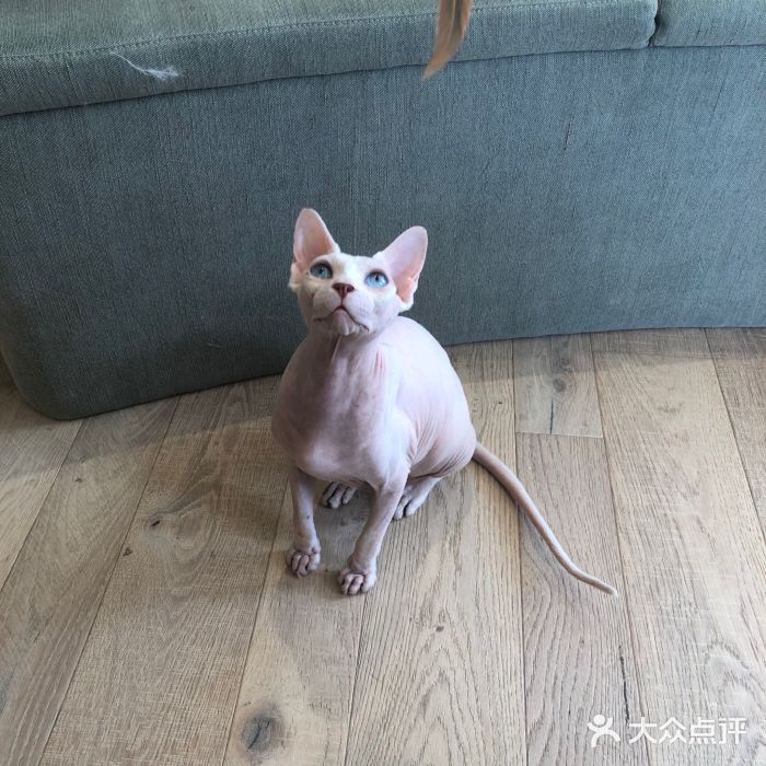 CAT’S MEWSTAR CAFE·喵星球猫屋(晴湾咖啡店)图片