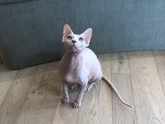 -CAT’S MEWSTAR CAFE·喵星球猫屋(晴湾咖啡店)