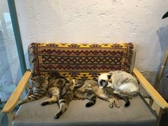 -喵屿·大理花园猫咖