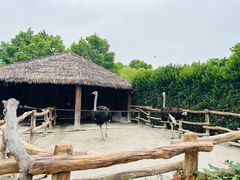 -上海野生动物园
