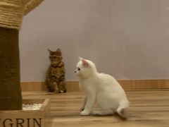 -袖虎·猫馆(体育西路店)