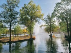 -金塔沙漠胡杨林景区