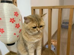 -柴迷FANS CLUB·柴犬狗咖·猫咖