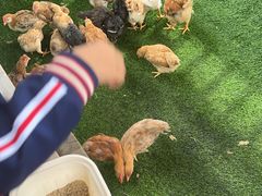 -熊猫自助餐厅.萌趣城堡(长隆熊猫酒店)
