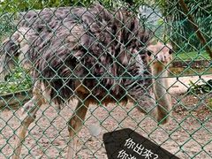 -吉隆坡雀鸟公园