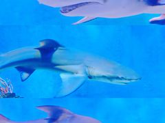 -太平洋海底世界