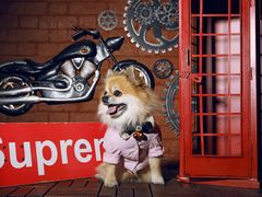 -超宠爱宠物摄影-Super pet