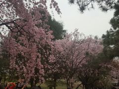 -西安青龙寺遗址景区