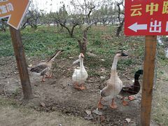 -苏州上方山国家森林公园