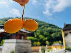 -黄贤森林公园