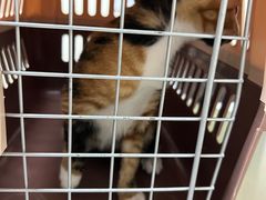 -爱诺耐芙动物医院(万博店)