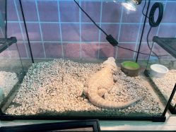 -Moni星球萌宠·小马宝莉·灵蛇·高端高阶全萌宠互动体验俱乐部(红豆国际广场店)