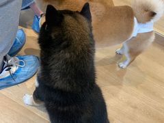 -南京Hallo宠物乐园·哈罗犬舍·柴犬繁育基地
