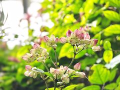 -呀路古热带植物园
