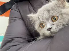 -瑞派福兴宠物医院犬猫全科·骨科·中西医结合(河东店)