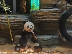 -西霞口神雕山野生动物世界