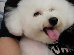 -翊宠yipet猫狗购宠庄园犬舍•猫舍