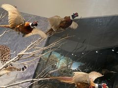-武汉园博园(武汉自然博物馆)