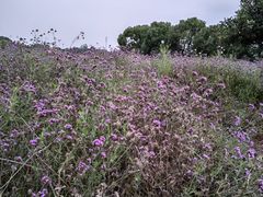 -西京湾花海