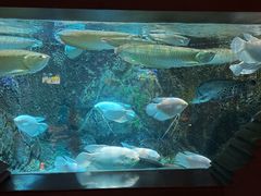 -太平洋海底世界