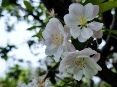 -海棠花溪(元大都城垣遗址公园)