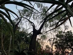 -深圳仙湖植物园