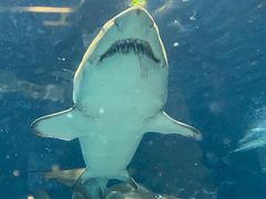 -上海海洋水族馆